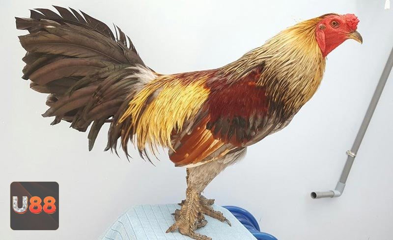 Đá gà đòn - Thể lực bền bỉ là nền tảng quan trọng nhất