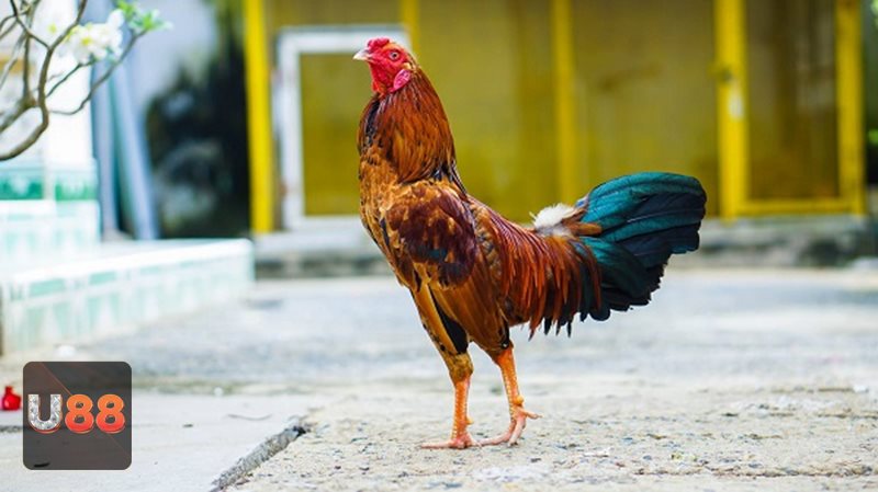 Đá gà U88 - Thomo nổi bật với yếu tố thể lực và bản lĩnh thi đấu